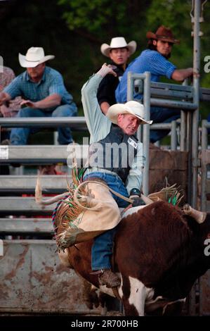 Il lato tenace e oscuro di Rodeo Cowboys: Un pilota e un toro esplodono dagli scivoli in una piccola arena Foto Stock