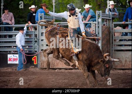 Il lato tenace e oscuro di Rodeo Cowboys: Un pilota e un toro esplodono dagli scivoli in una piccola arena Foto Stock