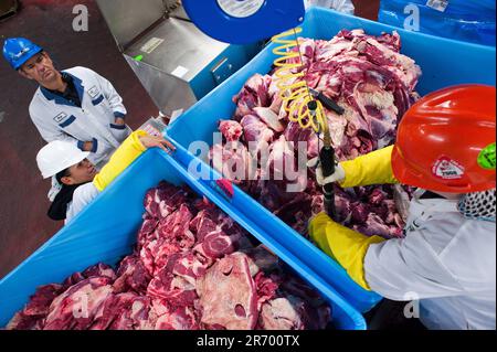 Confezionamento della carne: Gli ispettori prelevano campioni di nocciolo da contenitori di rifili di carne da sottoporre a test per l'esame degli e-coli Foto Stock