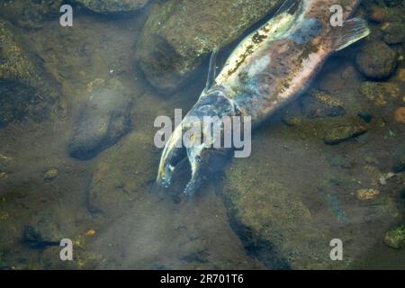 Il salmone è morto dopo la funzione riproduttiva. Le carcasse di pesci decomporsi sotto l'acqua e arricchiscono il fiume riproduttivo di materia organica. Mare di Okhotsk b Foto Stock