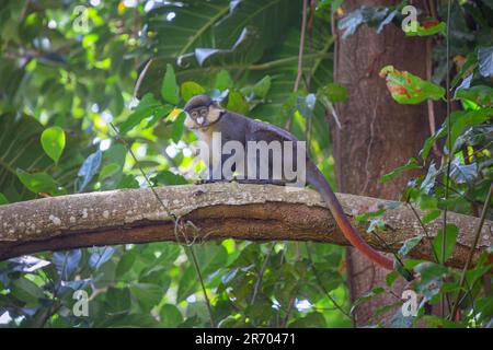 Guenon Schmidt scimmia dalla coda rossa nel giardino botanico della città di Entebbe sulle rive del lago Victoria. Uganda Foto Stock