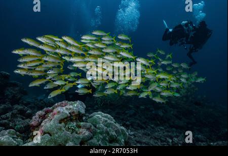 Shoal di snapper si è raggruppato strettamente nelle Maldive Foto Stock