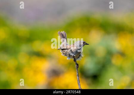 Un Dunnock (Prunella modularis) in piedi su un ramoscello secco, catturando il vento Foto Stock