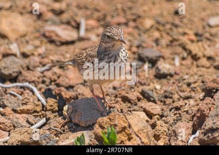 Uccello pipit di Berthelot (Anthus berthelotii) con luce solare sulle rocce vulcaniche, parco nazionale di Cañadas del Teide, Tenerife, isole Canarie, Spagna Foto Stock