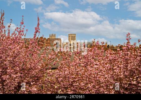 Elevated shot of cherry trees bearing pink blossom with York Minster in the distance. Seen against a blue sky on a sunny spring day in York. UK Foto Stock