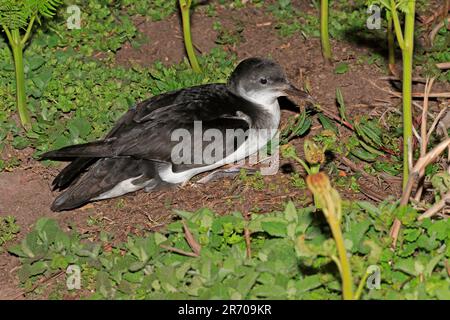 Manx Shearwater sul terreno di notte su Skokholm Island Pembrokeshire Wales Foto Stock