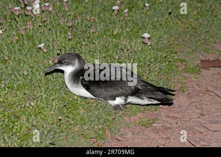 Manx Shearwater sul terreno di notte su Skokholm Island Pembrokeshire Wales Foto Stock