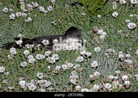 Manx Shearwater sul terreno di notte su Skokholm Island Pembrokeshire Wales Foto Stock