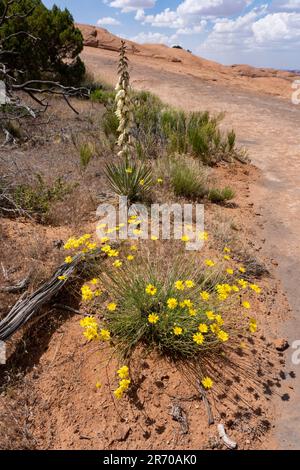 Senza stelo quattro-Nerve Daisy, Tetraneuris acaulis, e Harriman's Yucca, Yucca herrimanea, in fiore vicino Moab, Utah. Foto Stock