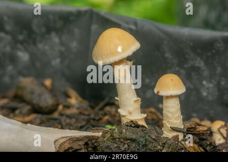 L'Amanita Fulva cresce anche nel polybag di altre piante. Amanita fulva, comunemente chiamata la grisetta bruna o l'amanita senza anello arancio-marrone, è Foto Stock