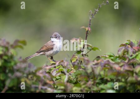 Whitehocle, Sylvia communis, arroccato in una macchia di rovo. Foto Stock