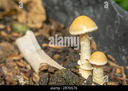 L'Amanita Fulva cresce anche nel polybag di altre piante. Amanita fulva, comunemente chiamata la grisetta bruna o l'amanita senza anello arancio-marrone, è Foto Stock