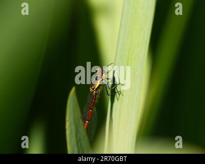 Dampelfly rossa grande femmina (Pyrrosoma nymphula) su bandiera iris foglia Foto Stock