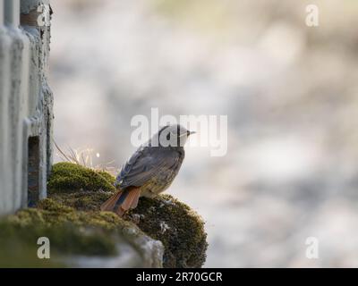 Il redstart nero nascente (Phoenicurus ochruros) dalla covata riuscita sollevata sulla collina di Clee, Shropshire, Regno Unito, 2023 Foto Stock