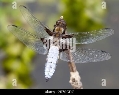 Chaser maschio di corpo largo (Libellula deprea) libellula appollaiata sulla vegetazione di lato dell'acqua, Shropshire, Regno Unito Foto Stock