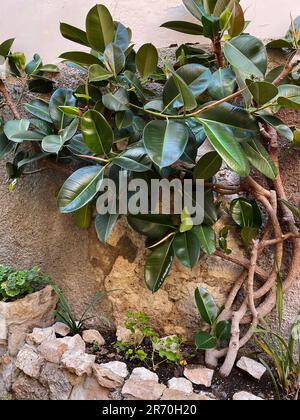 Impianto di fico in gomma (Ficus elastica) in Italia Foto Stock