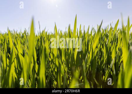 campo agricolo con segni verdi nella stagione primaverile, germogli verdi di grano giovane sul campo agricolo Foto Stock