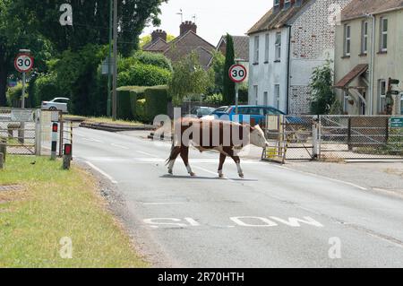 Dorney, Buckinghamshire, Regno Unito. 12th giugno, 2023. Una mucca crows la strada su Dorney Common. Le alluvioni stanno peggiorando molto in Dorney Common nel Buckinghamshire e hanno causato problemi con alcuni bovini e con i loro zoccoli. Gli abitanti del vicino villaggio di Eton Wick sono preoccupati e dicono di non aver visto l'alluvione essere così male durante la loro vita. Molti locali credono che la presunta ragione dell'alluvione sia dovuta allo scarico dell'acqua del Tamigi in Roundmoor Ditch, che corre lungo e attraverso Dorney Common. Credit: Maureen McLean/Alamy Live News Foto Stock