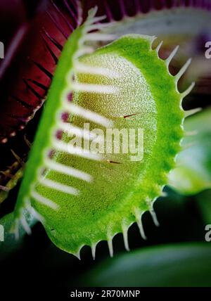 Macro immagine delle mascelle di un insetto che mangia carnivoro trappola mosca Venere. Foto Stock