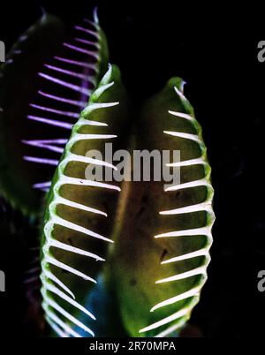 Macro immagine delle mascelle di un insetto che mangia carnivoro trappola mosca Venere. Foto Stock