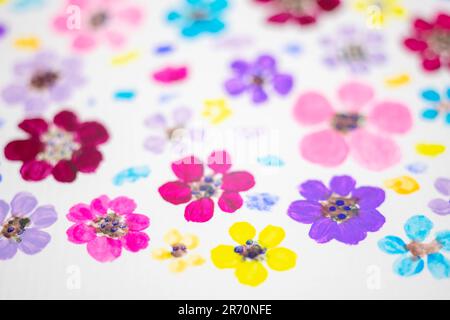 Fiori carini su carta bianca verniciata con acquerello. Foto Stock