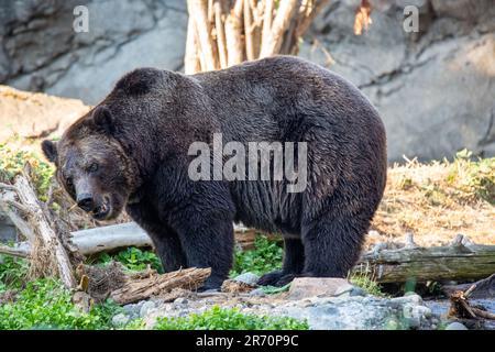 Un orso grizzly adulto su una formazione rocciosa frastagliata nel relativo habitat naturale, fuori di un recinto Foto Stock