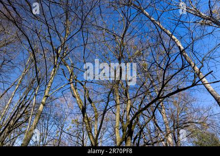 le cime di vari alberi decidui nella stagione primaverile , un parco con alberi all'inizio della primavera Foto Stock
