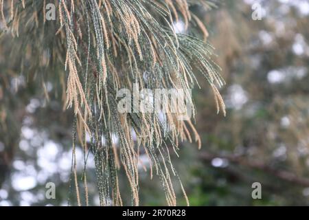 Primo piano immagine fuoco selettivo albero di casuarina fiorito (Casuarina equisetifolia). Foto Stock