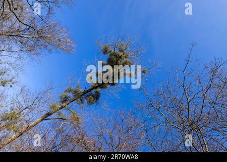 Alberi coperti con il parassita di mistletoe in primavera in tempo chiaro e soleggiato, cielo blu e un gran numero di alberi che crescono nel parco primaverile con Foto Stock