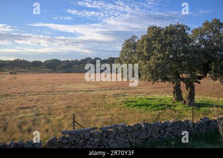 Quercia di lecci e sughero in Dehesa de Extremadura in primavera Foto Stock