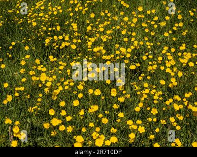 Prato Buttercup che cresce nella campagna del Regno Unito. Foto Stock