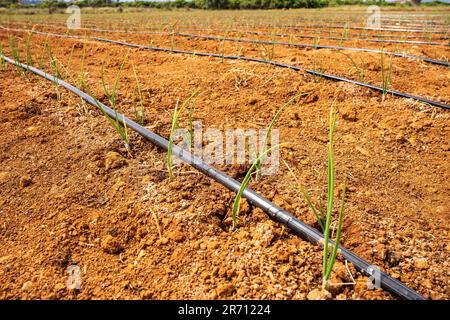 Sistema di irrigazione con piccole piante emergenti su terreno molto secco Foto Stock