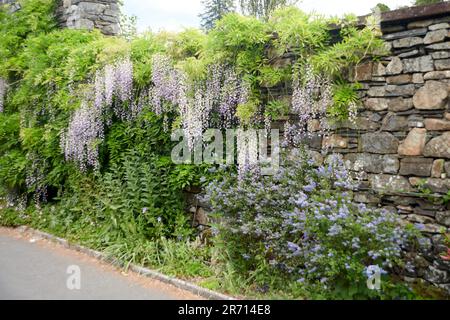 Il wisteria (Wisteria floribunda) è un genere di piante della famiglia dei legumi, le Fabaceae. Il genere comprende quattro specie di viti gemellate legnose. Foto Stock