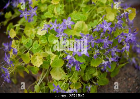 Il serbo campanula (Campanula poscharskyana) Foto Stock