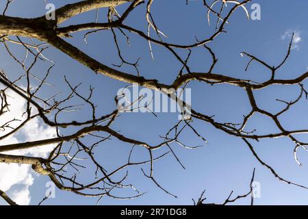 catalpa bignoniform albero in tempo soleggiato in primavera, catalpa bignoniform albero senza fogliame in primavera Foto Stock