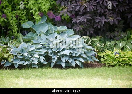 Esposizione di classe mondiale di Hostas che cresce nei confini dei giardini Holehird, Windermere, il Lake District National Park, Regno Unito. Foto Stock