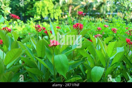 Arbusti di colore vivace Peregrina Fiori fiorendo nel giardino Foto Stock