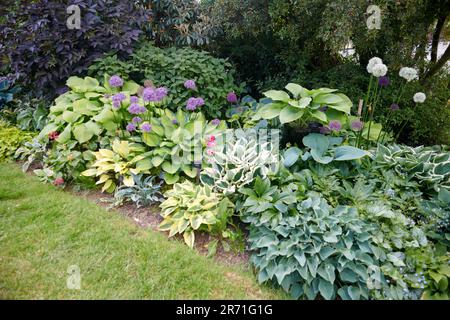 Esposizione di classe mondiale di Hostas che cresce nei confini dei giardini Holehird, Windermere, il Lake District National Park, Regno Unito. Foto Stock