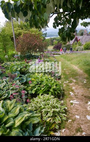 Esposizione di classe mondiale di Hostas che cresce nei confini dei giardini Holehird, Windermere, il Lake District National Park, Regno Unito. Foto Stock