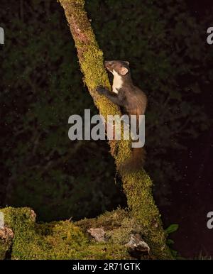 Martora di pino, martes, di notte, Ardnamurchan, Scozia Foto Stock