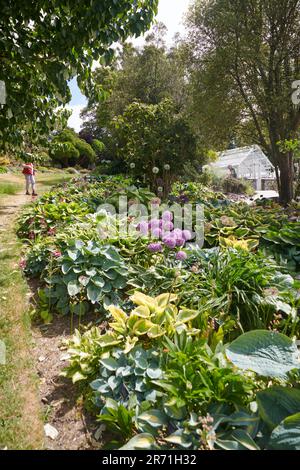 Esposizione di classe mondiale di Hostas che cresce nei confini dei giardini Holehird, Windermere, il Lake District National Park, Regno Unito. Foto Stock