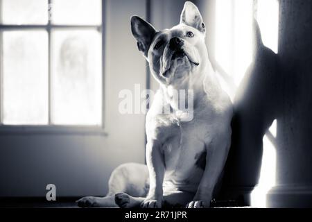 Francese Bulldog inglese Staffordshire terrier mix posa per un ritratto Foto Stock