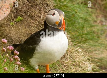 Un bellissimo mare di puffin Atlantico che si erge sulla scogliera sotto il sole Foto Stock