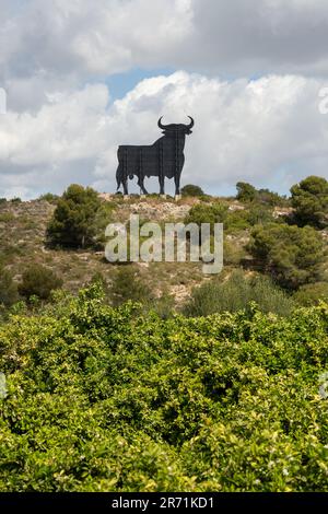 Toro Osborne su una montagna Foto Stock