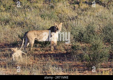 Leoni africani (Panthera leo), leonessa con cucciolo nella duna erbosa di sabbia rossa, Alert, Kalahari, Kgalagadi Trans Park, Capo Settentrionale, Sudafrica Foto Stock