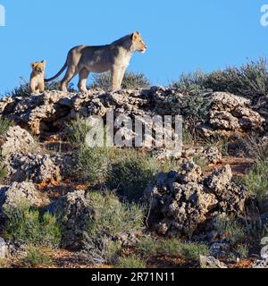 Leoni africani (Panthera leo), giovani maschi e cuccioli in piedi sul crinale di una duna rocciosa, sul belvedere, Kgalagadi Transfrontier Park, Capo Settentrionale, Foto Stock