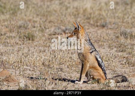 Jackal nero (Lupulella mesomelas) seduto nell'erba secca, guardando intorno, Alert, Kalahari, Kgalagadi Transfrontier Park, Capo Settentrionale, Foto Stock