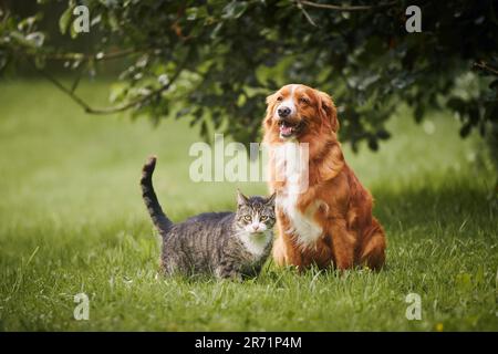 Gatto e cane seduti insieme sul prato. Freindship tra il gatto domestico del tabby e il Retriever di pedaggio dell'anatra della Nuova Scozia. Foto Stock