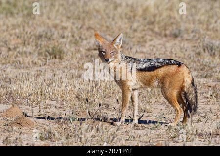 Stackal con dorso nero (Lupulella mesomelas) in piedi nell'erba secca, guardando intorno, Alert, Kalahari, Kgalagadi Transfrontier Park, Capo Settentrionale, Foto Stock