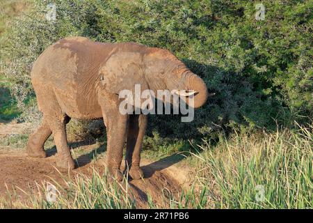 Elefante africano (Loxodonta africana), adulto maschio coperto di fango bere presso la buca d'acqua, Addo Elephant National Park, Eastern Cape, Sud Africa Foto Stock